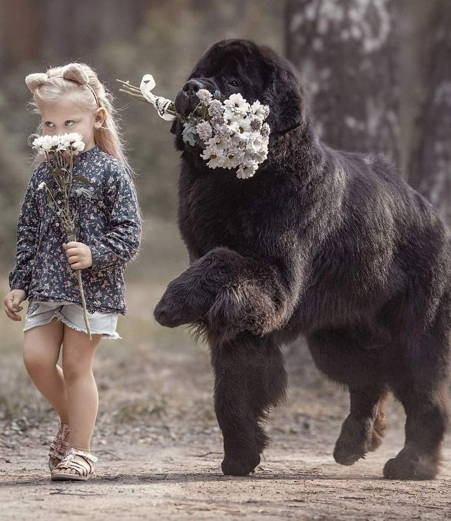 Большие собаки и маленькие дети арты
