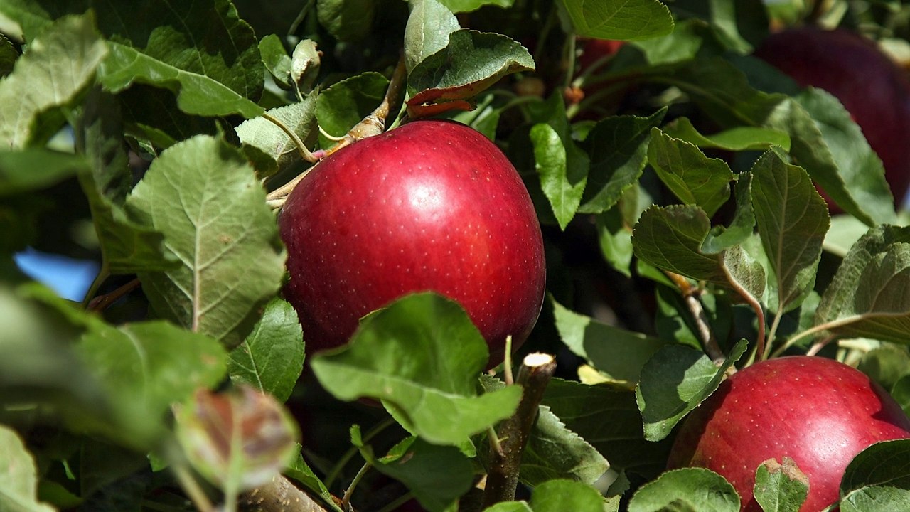 Сорта яблок Космик Крисп