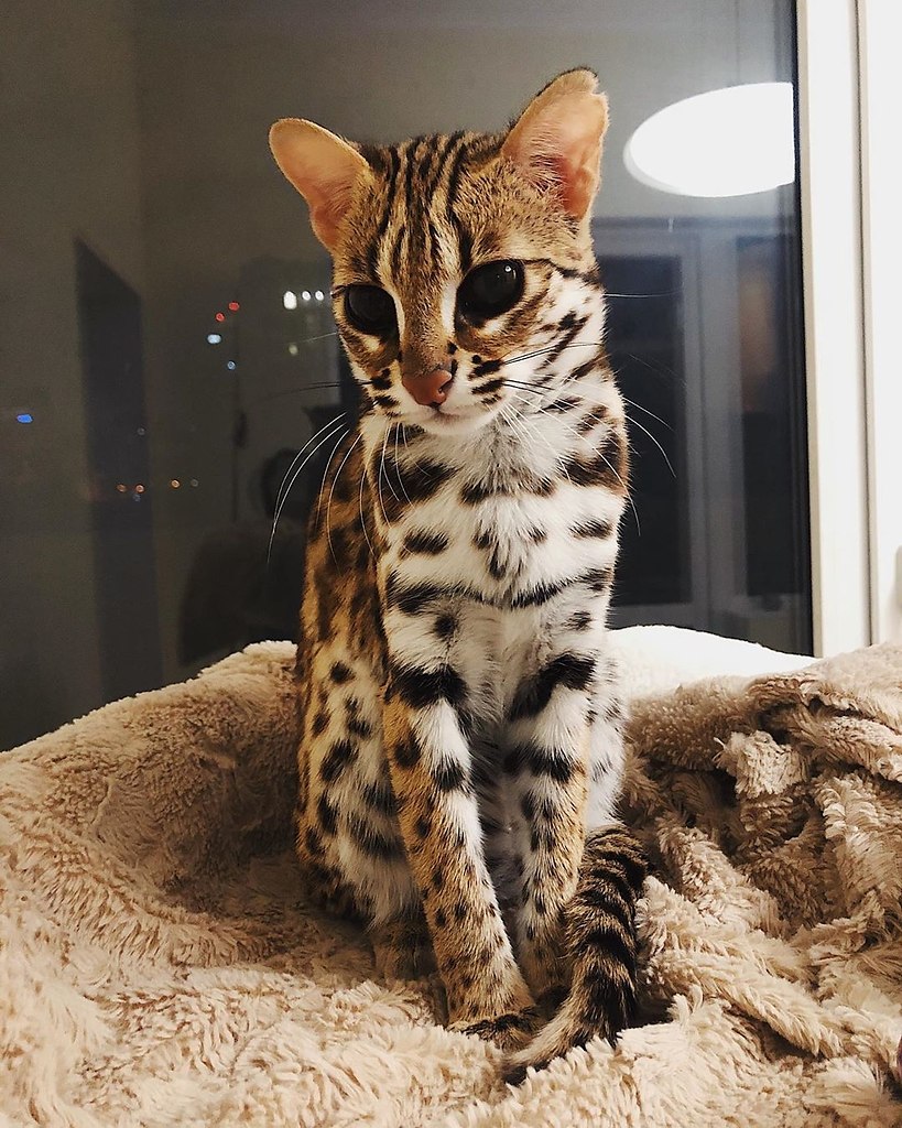 Среднеазиатская леопардовая кошка