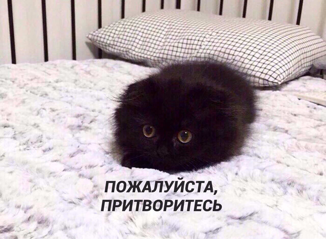 Чёрный вислоухий кот с большими глазами