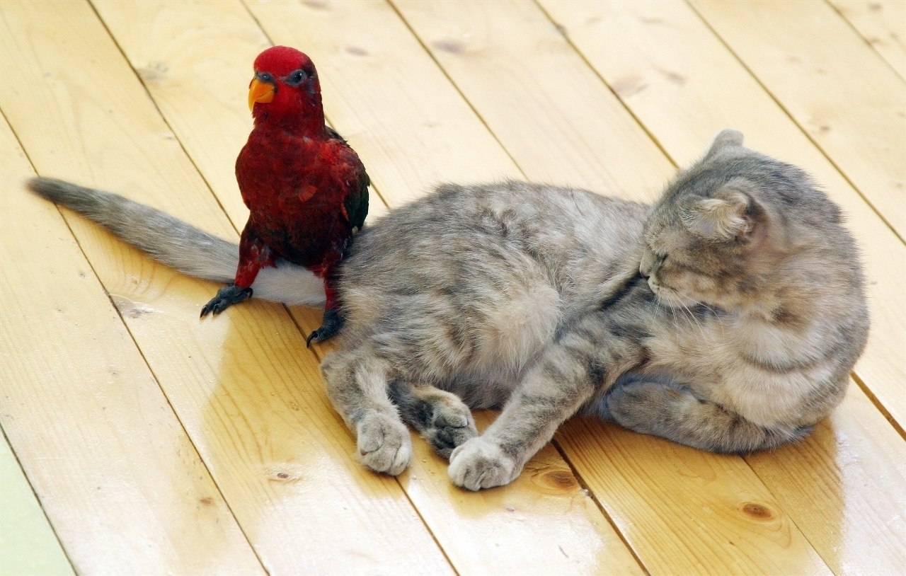 Котенок кеша