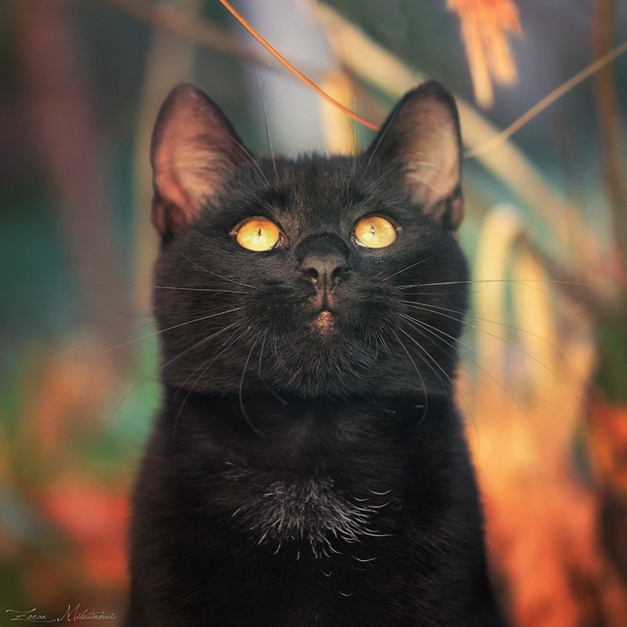 Чёрная кошка с янтаргыми глазами