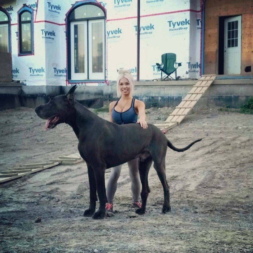 Самая Большая Собака В Мире Зевс