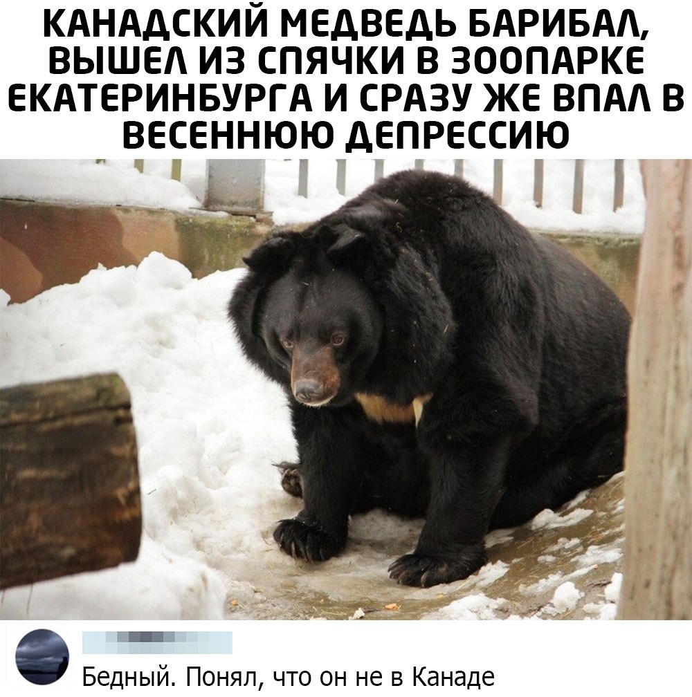 Белогрудый медведь впадает в спячку