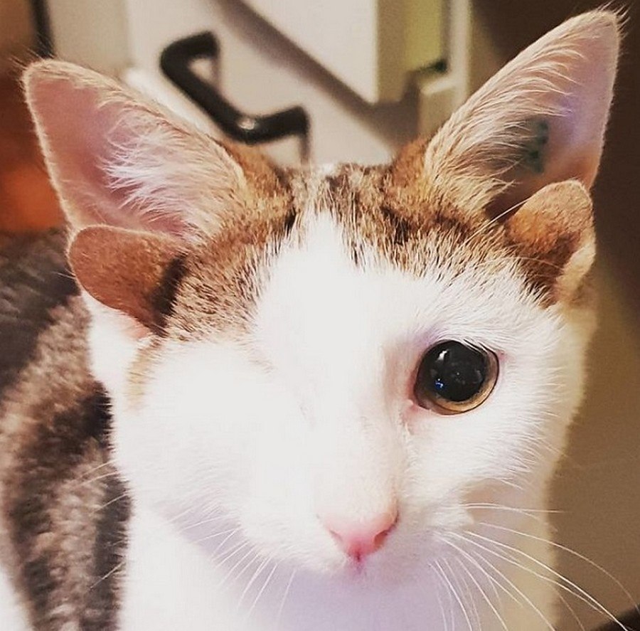 Кошки с необычными глазами