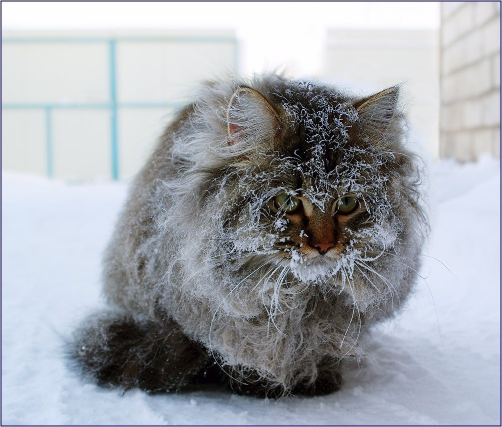 Кот бабай