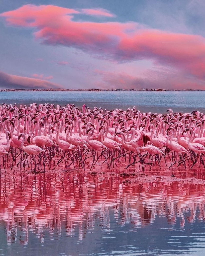 Озеро Накуру Фламинго