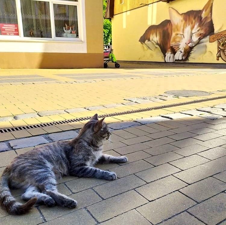 Город кошек в калининградской области фото