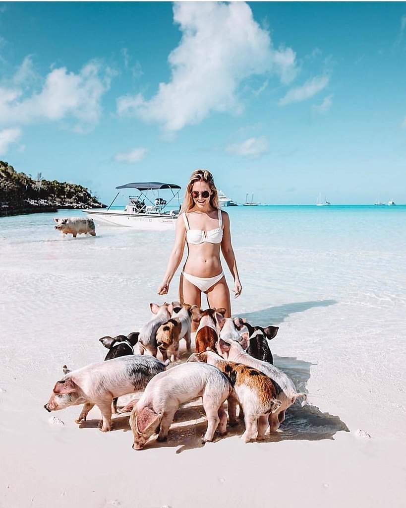 свиньи на пляже багамы