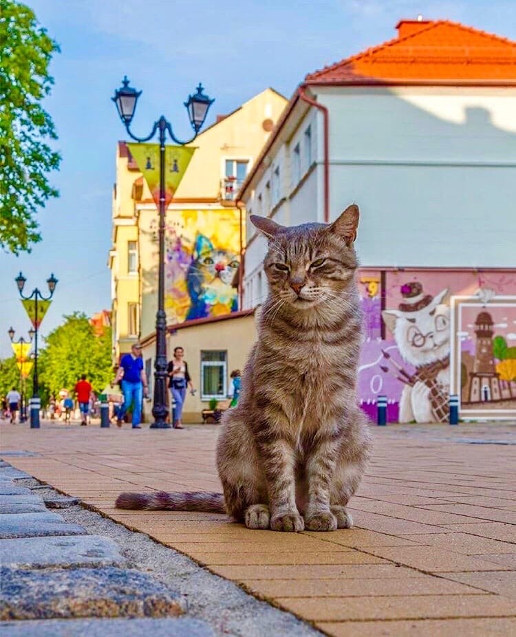 Зеленоградск кошки фото