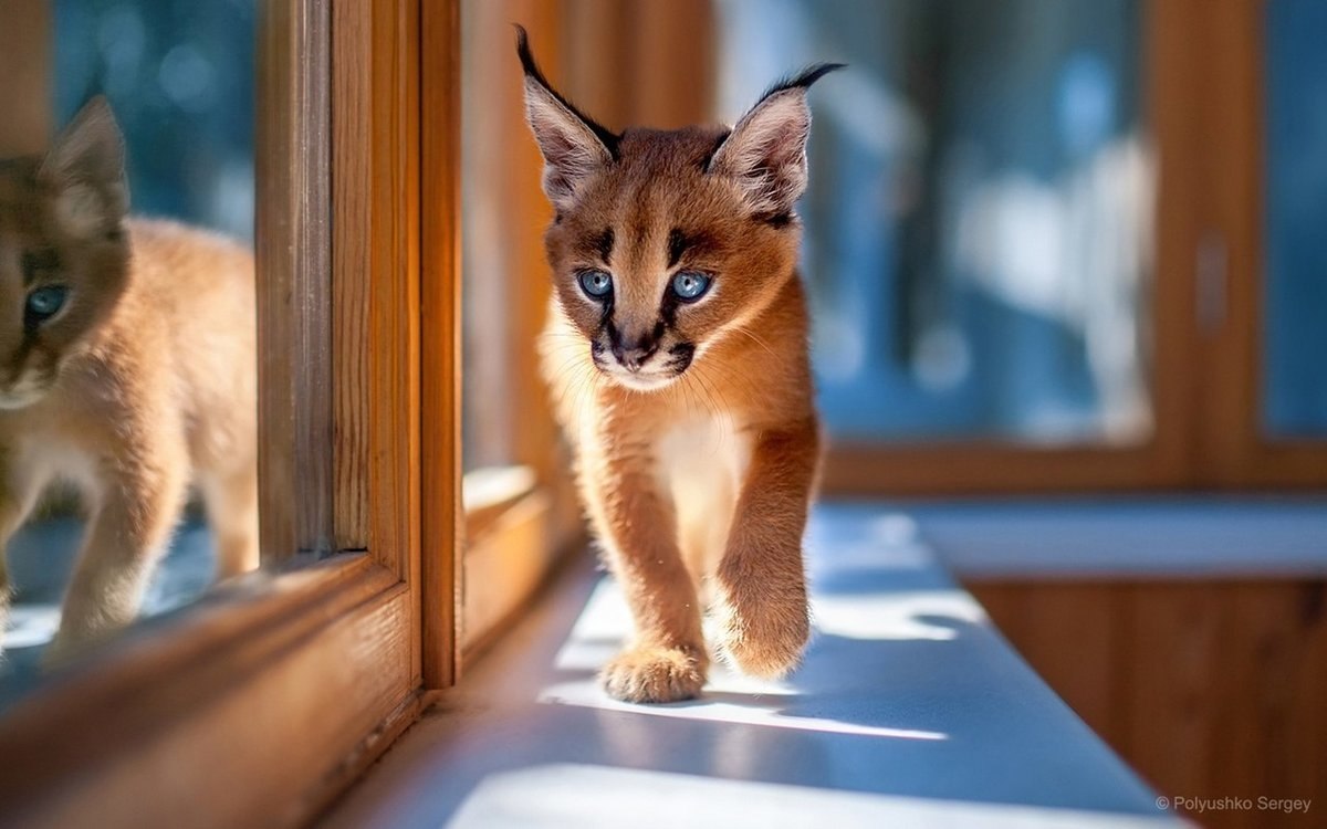 Каракал котенок