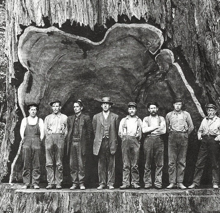 Секвойя фото с людьми 19 век