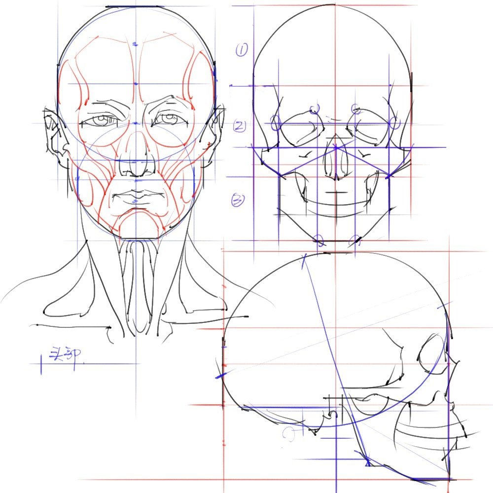 Рисунок построение головы человека
