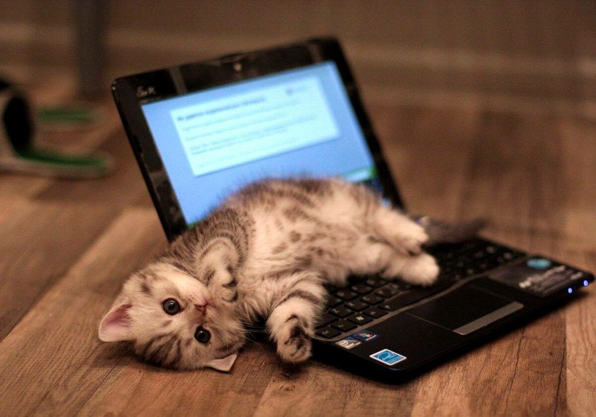 Кот с ноутбуком