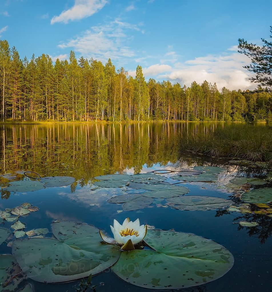 Лесное озеро в Ленинградской области