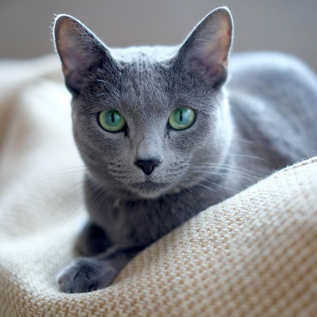 Корат Кошка Фото