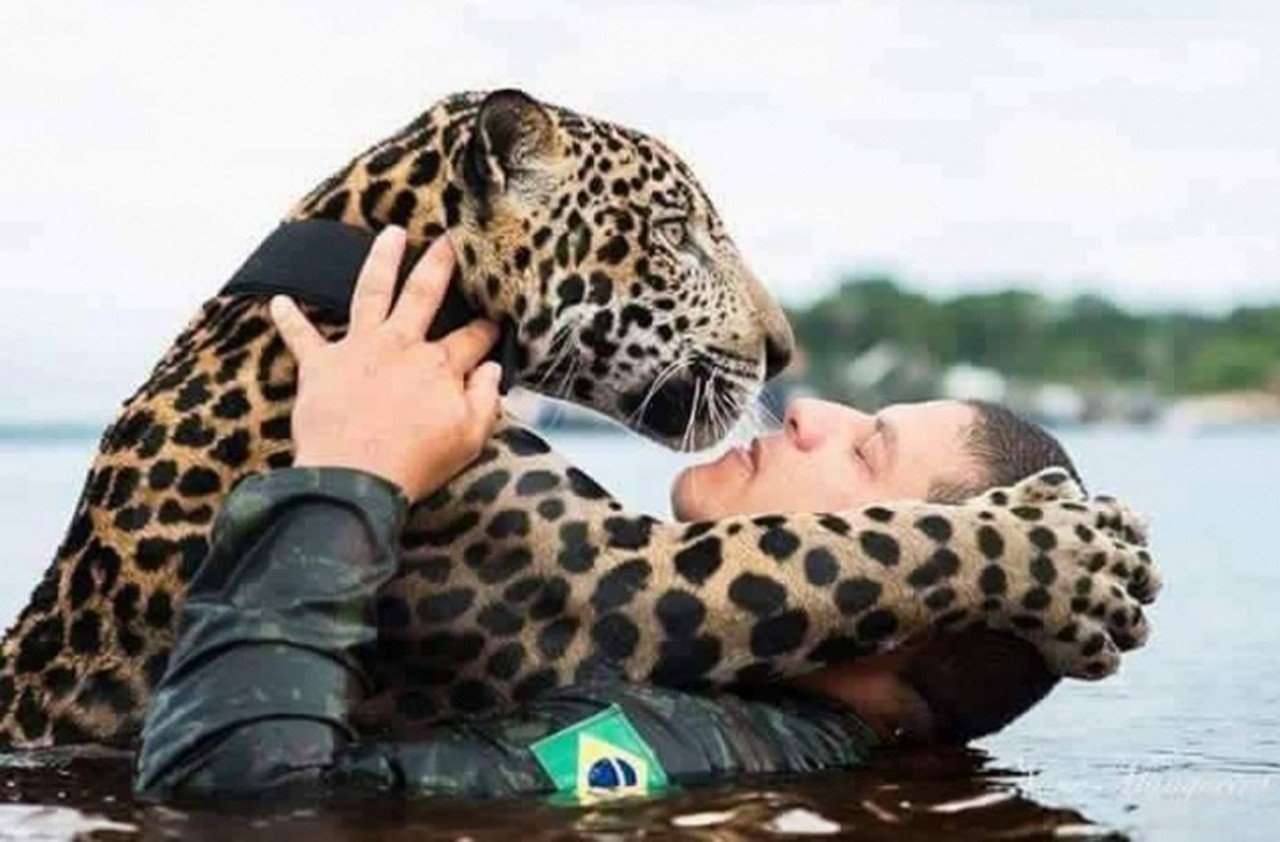 ягуар в бразилии