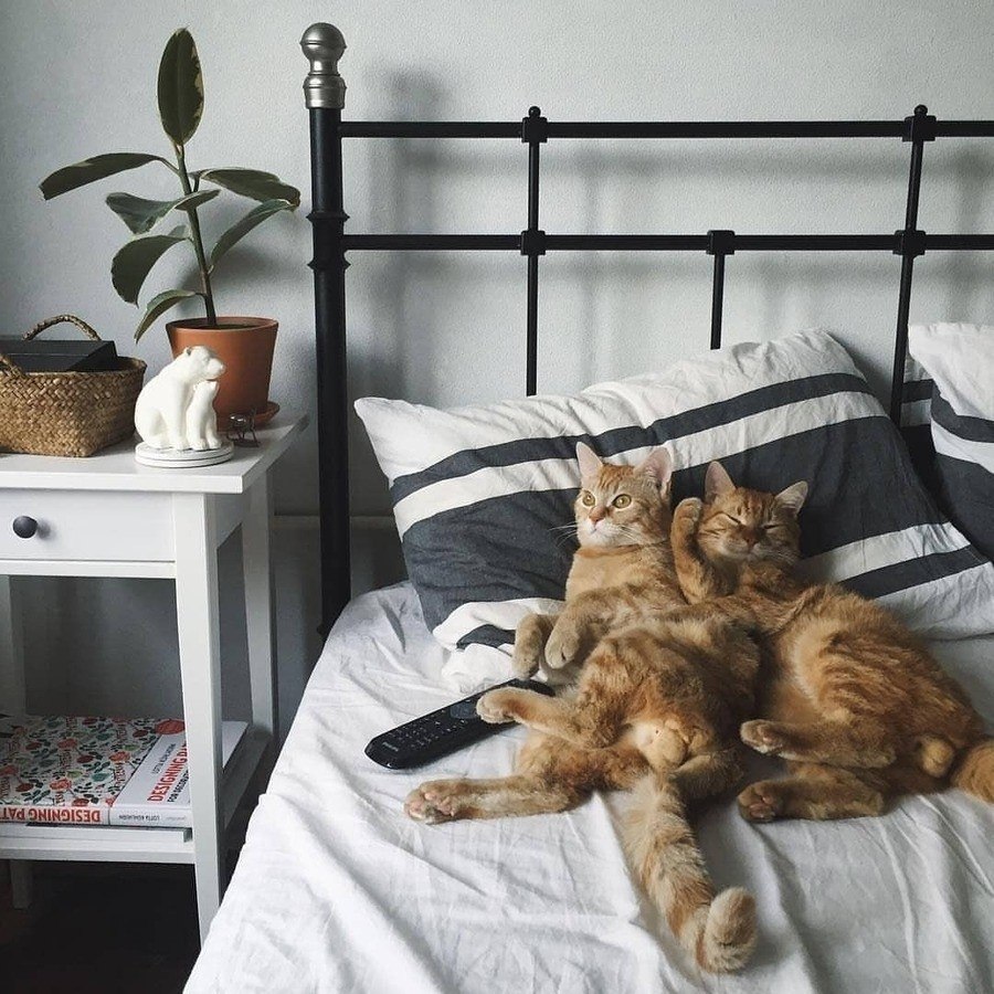 Коты в кровати