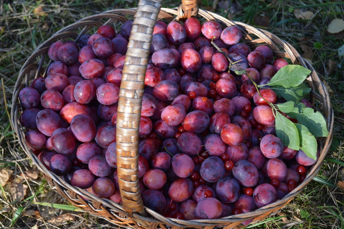 Лист алычи крупным планом