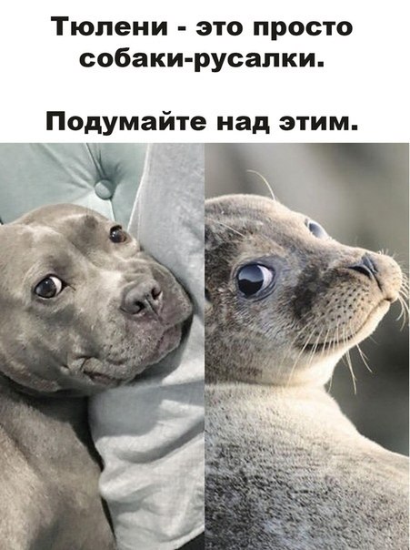 Тюлень и морской котик в чем разница между ними фото
