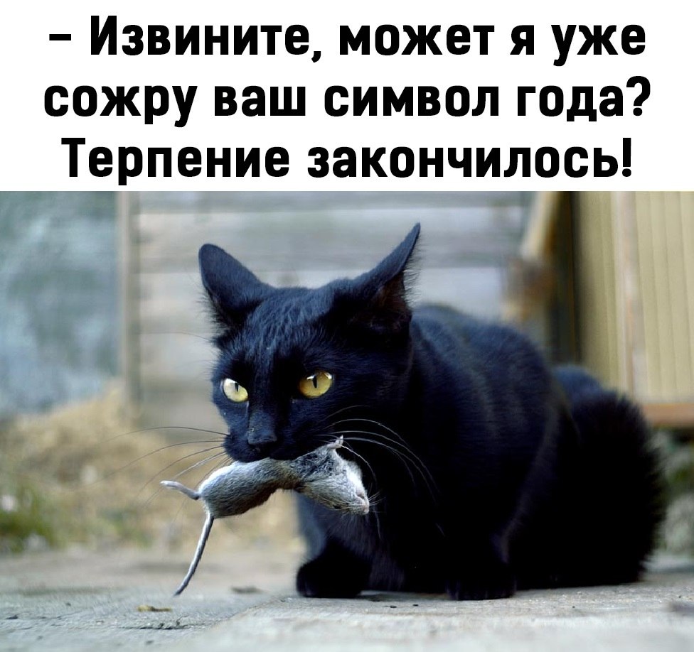 Черная кошка бывает. Кошка с мышкой в зубах. Кот с мышью в зубах. Чёрный кот с мышью в зубах. Коты с мышами в зубах.