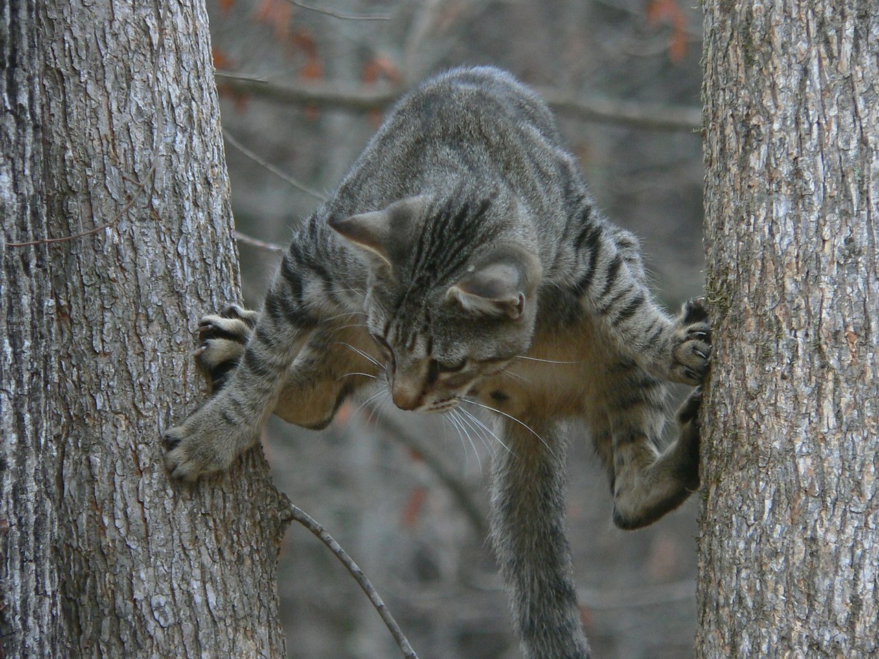 Кот залез на дерево