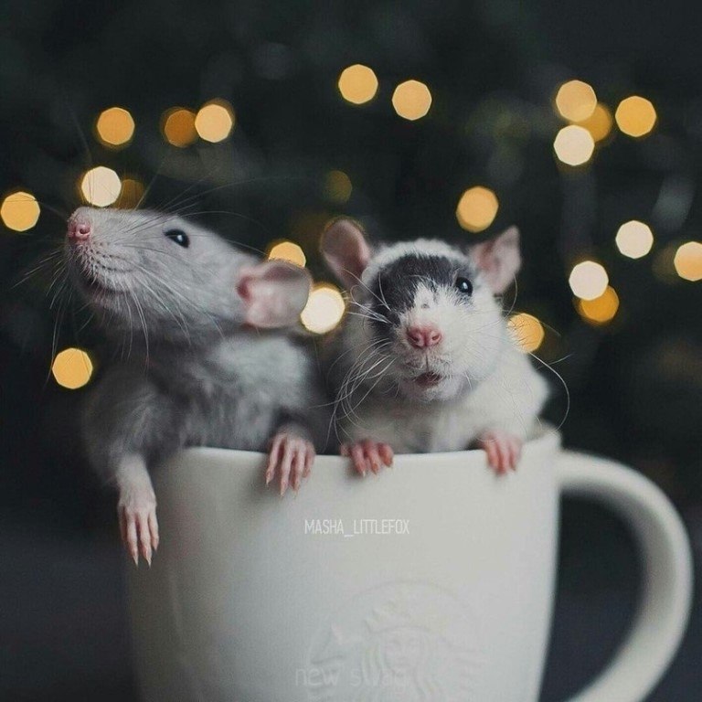 Две крысы в шапках