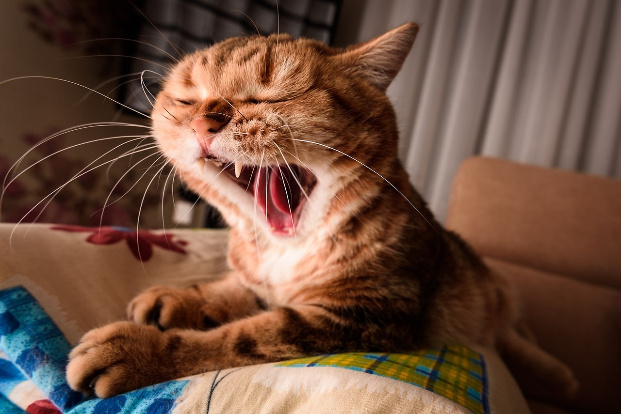 Зевающие котики