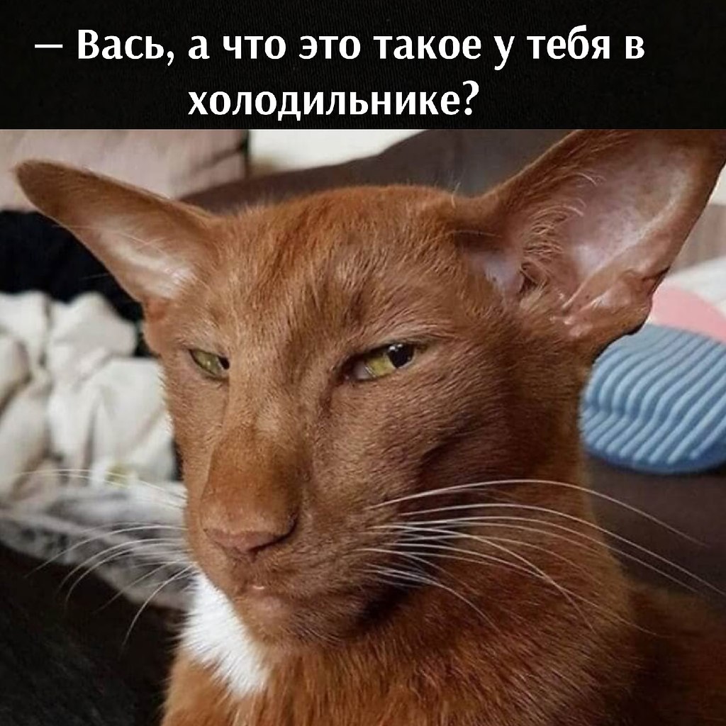 Ориентальный кот рыжий грузин