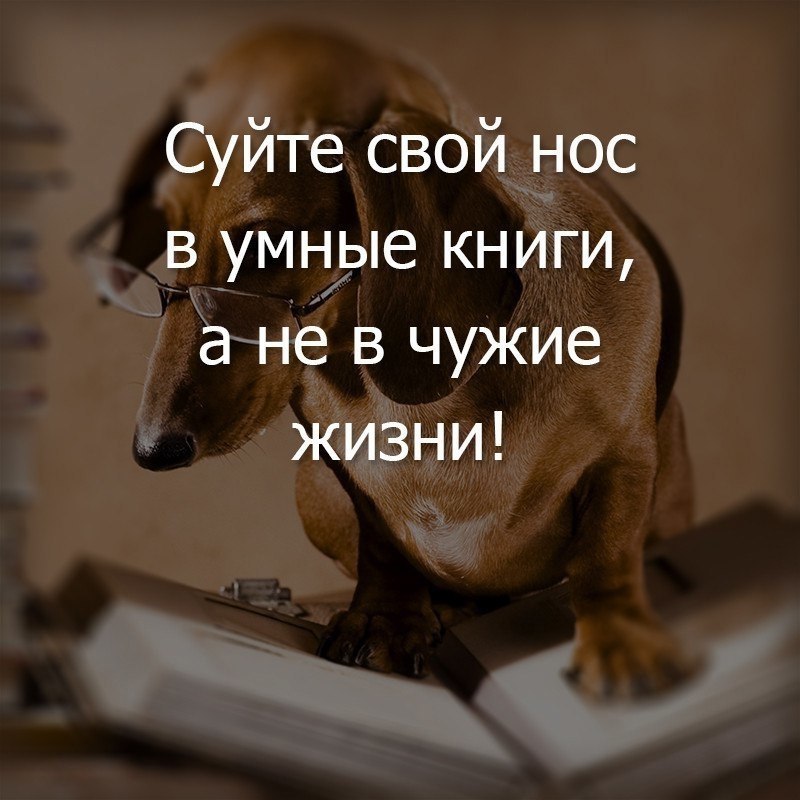 Картинки не суй свой нос