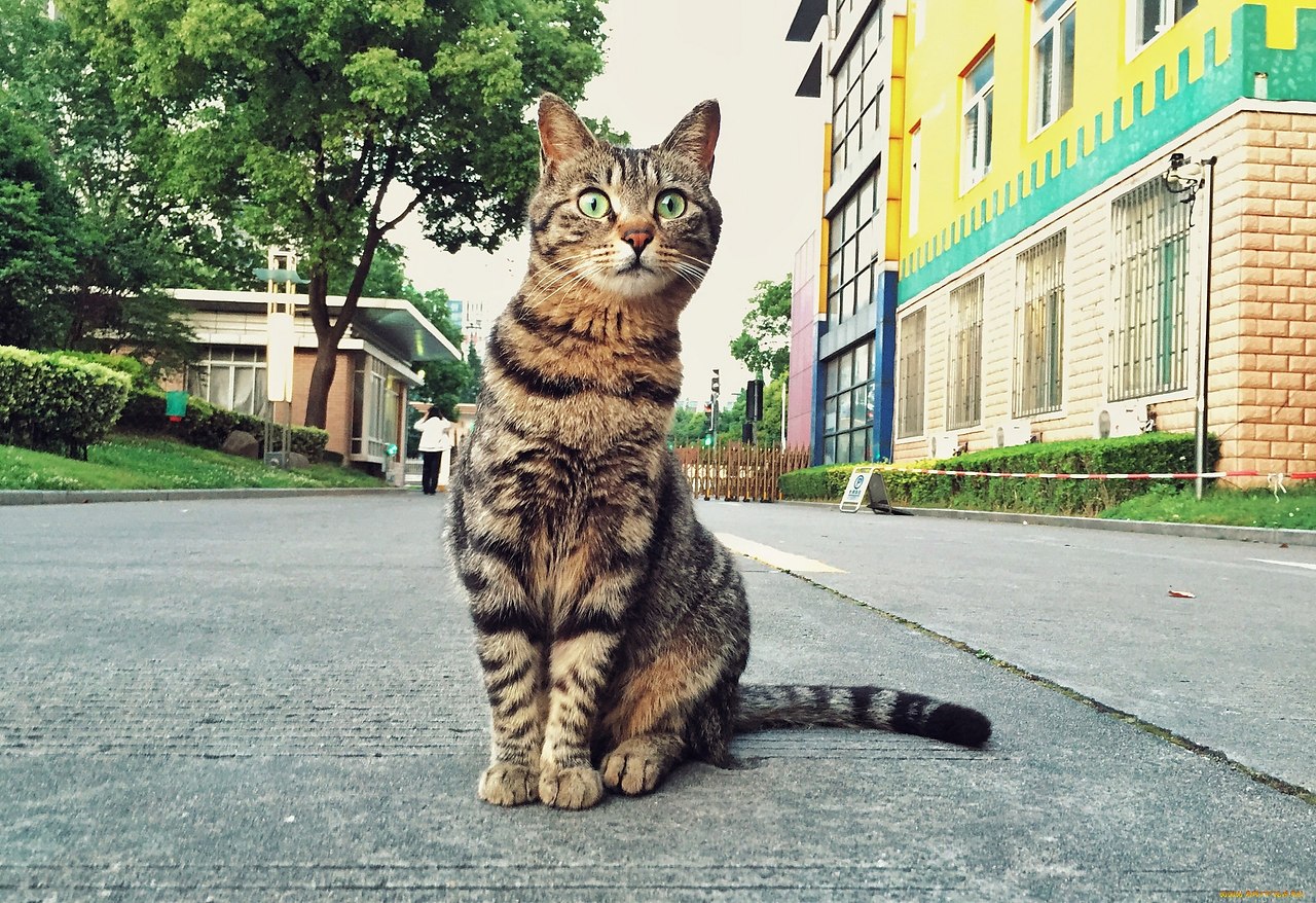 Фото кота который стоит