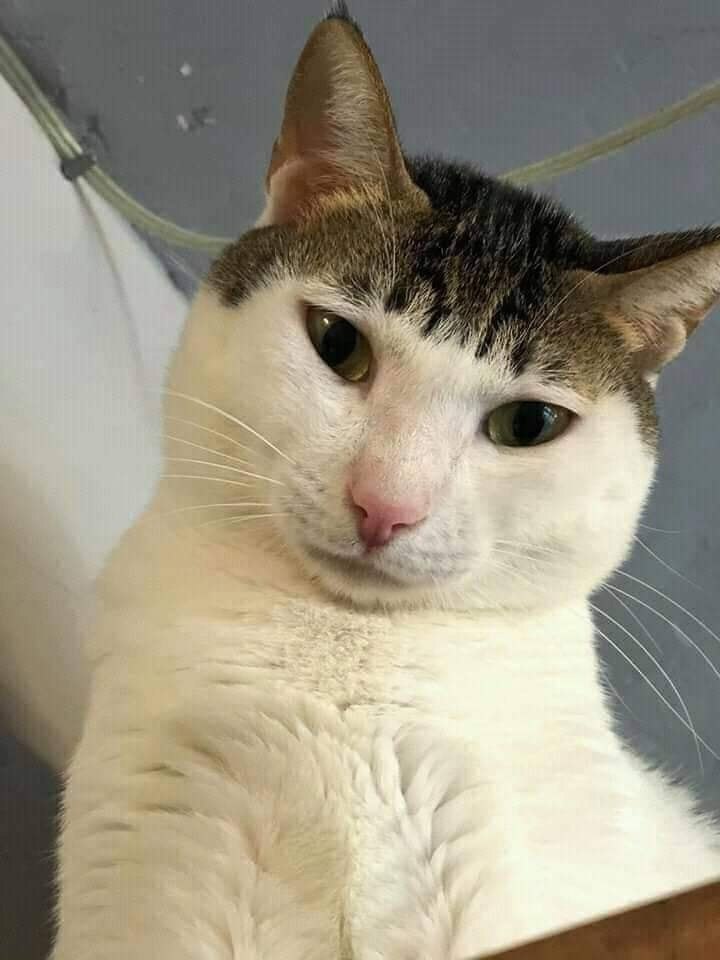 Кот с челкой мем