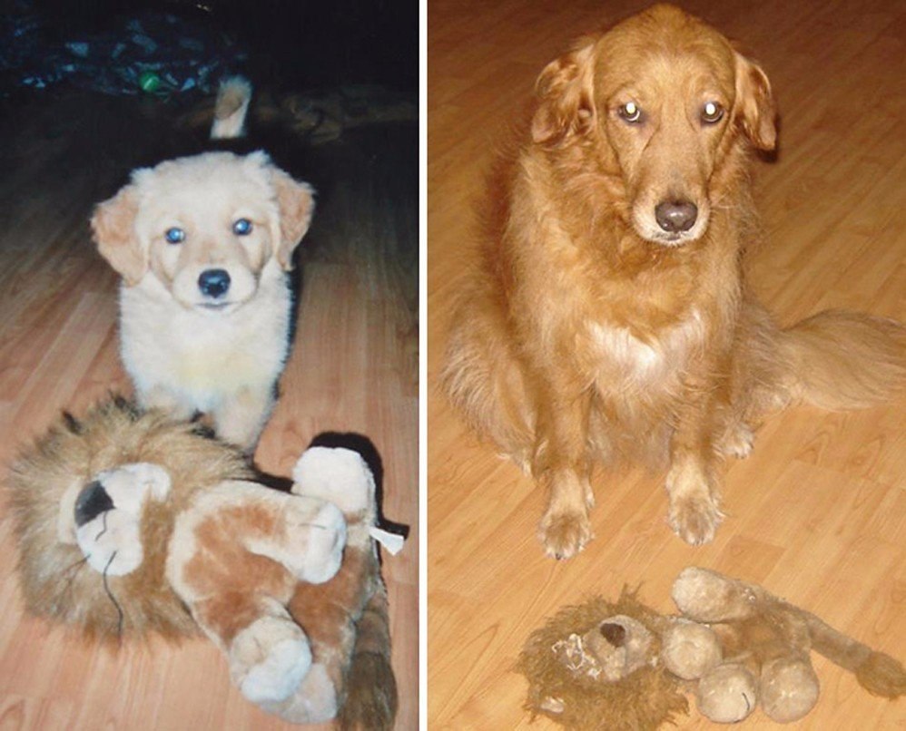 Животные до и после взросления