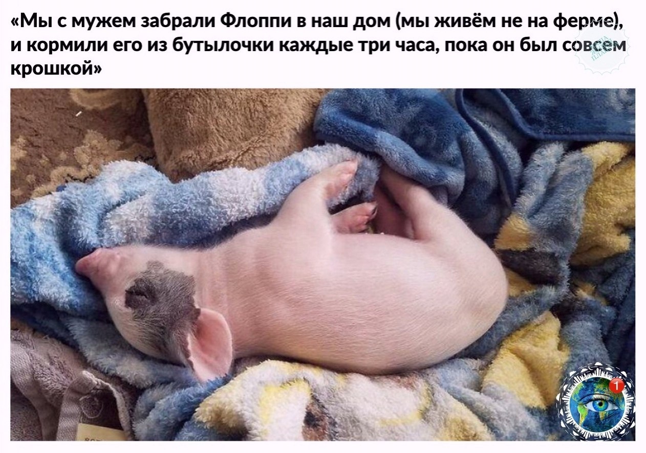 Кот поросенок