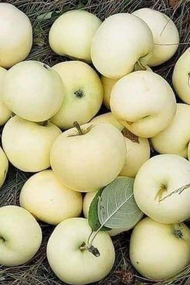 Белые сорта яблонь