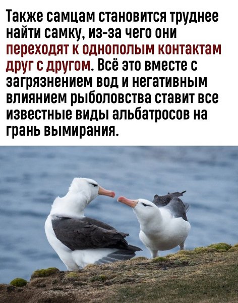 Новость через неделю: в России запрещены альбатросы - 3