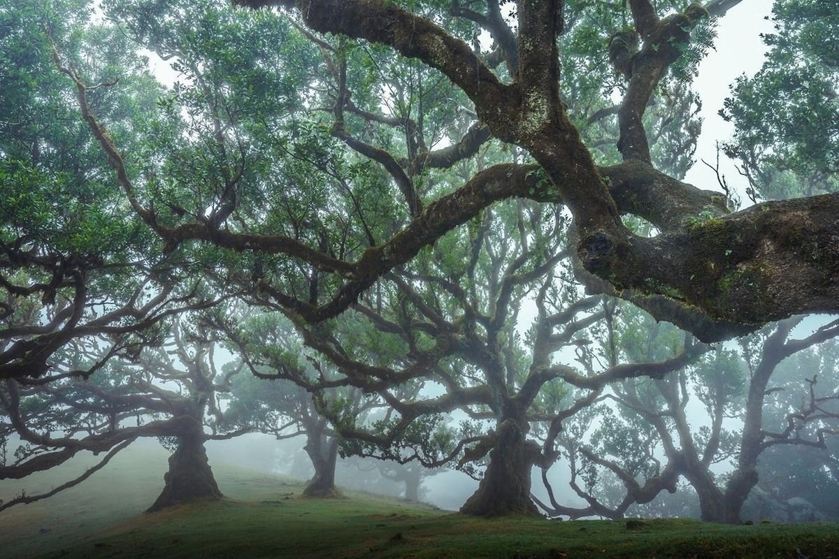 Лавровые леса острова Мадейра