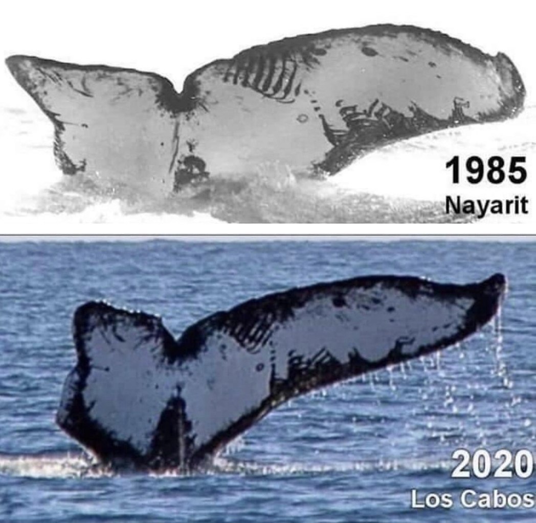 Nayarit кит
