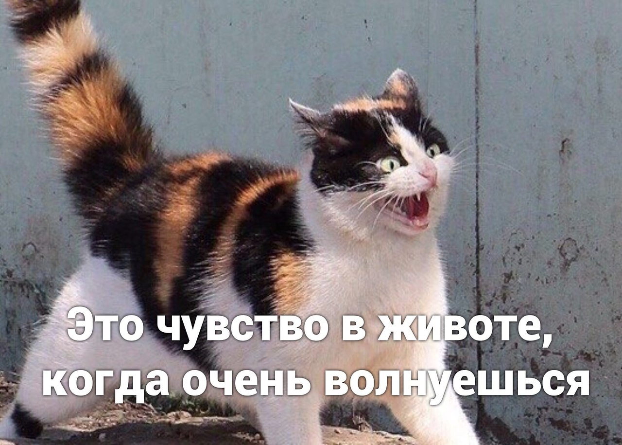 Кошка сходила