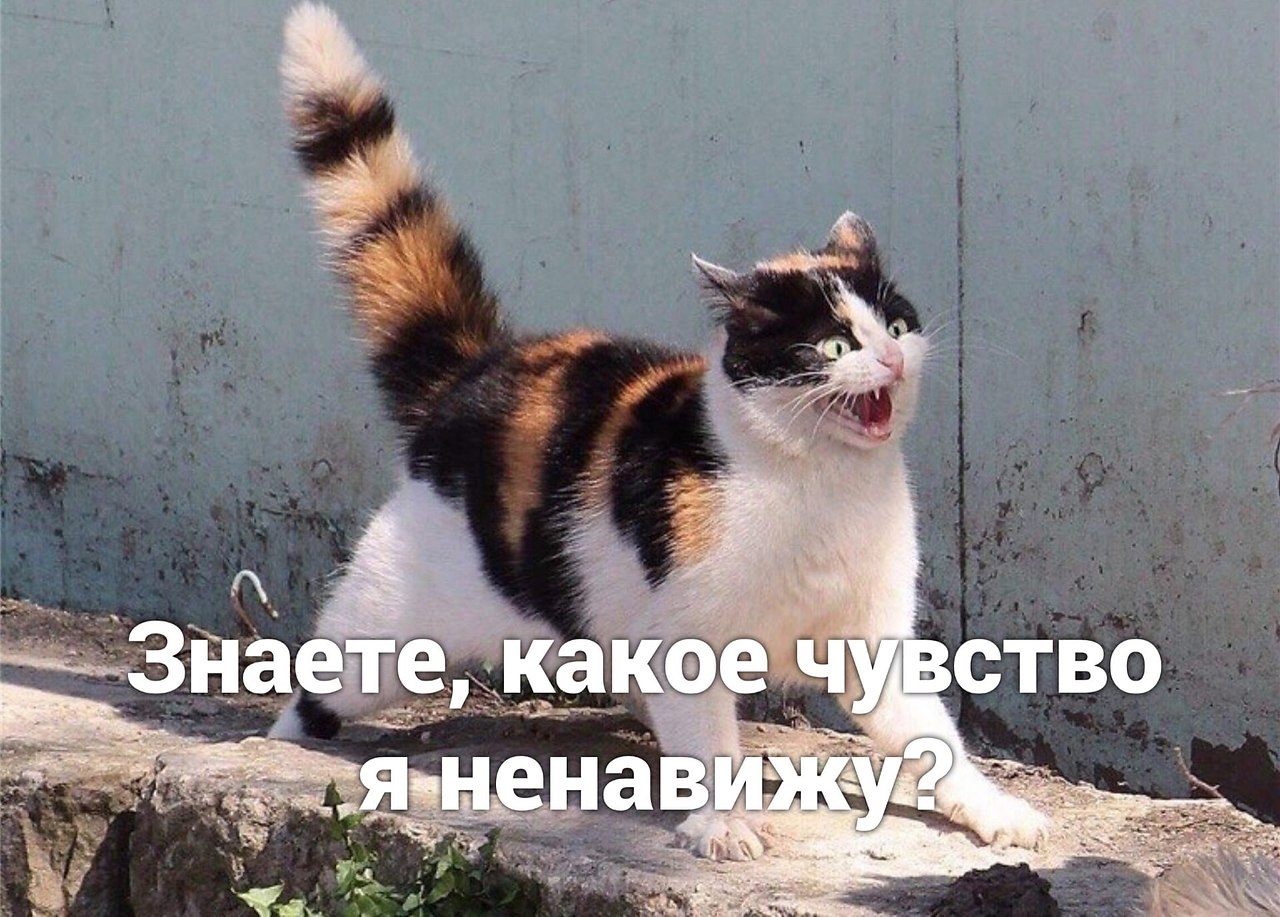 Приколы про кошек до слез самые смешные