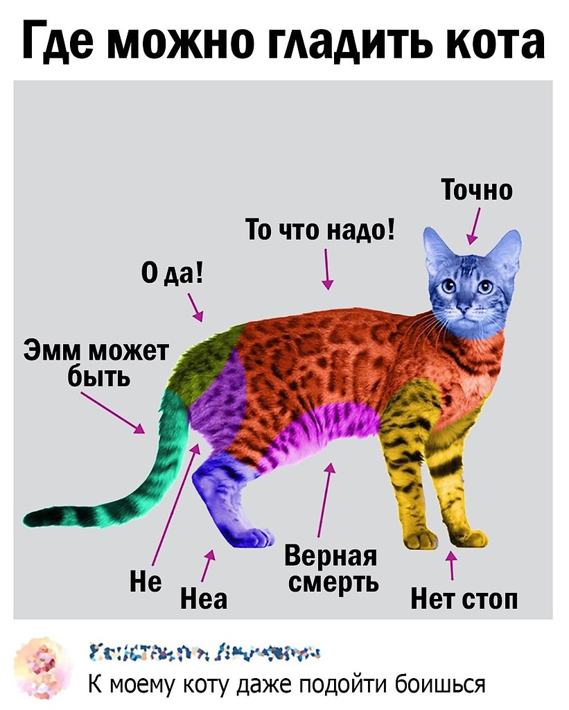 Погладить кота можно. Где можно гладить Кошта. Где погладить кота. Где можно гладить кошку. Как гладить кота.