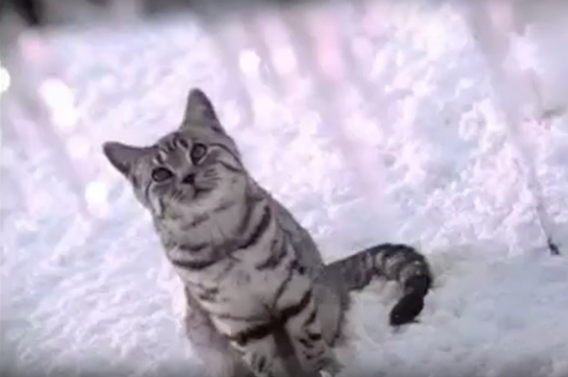 Кошка из рекламы вискас со снегом