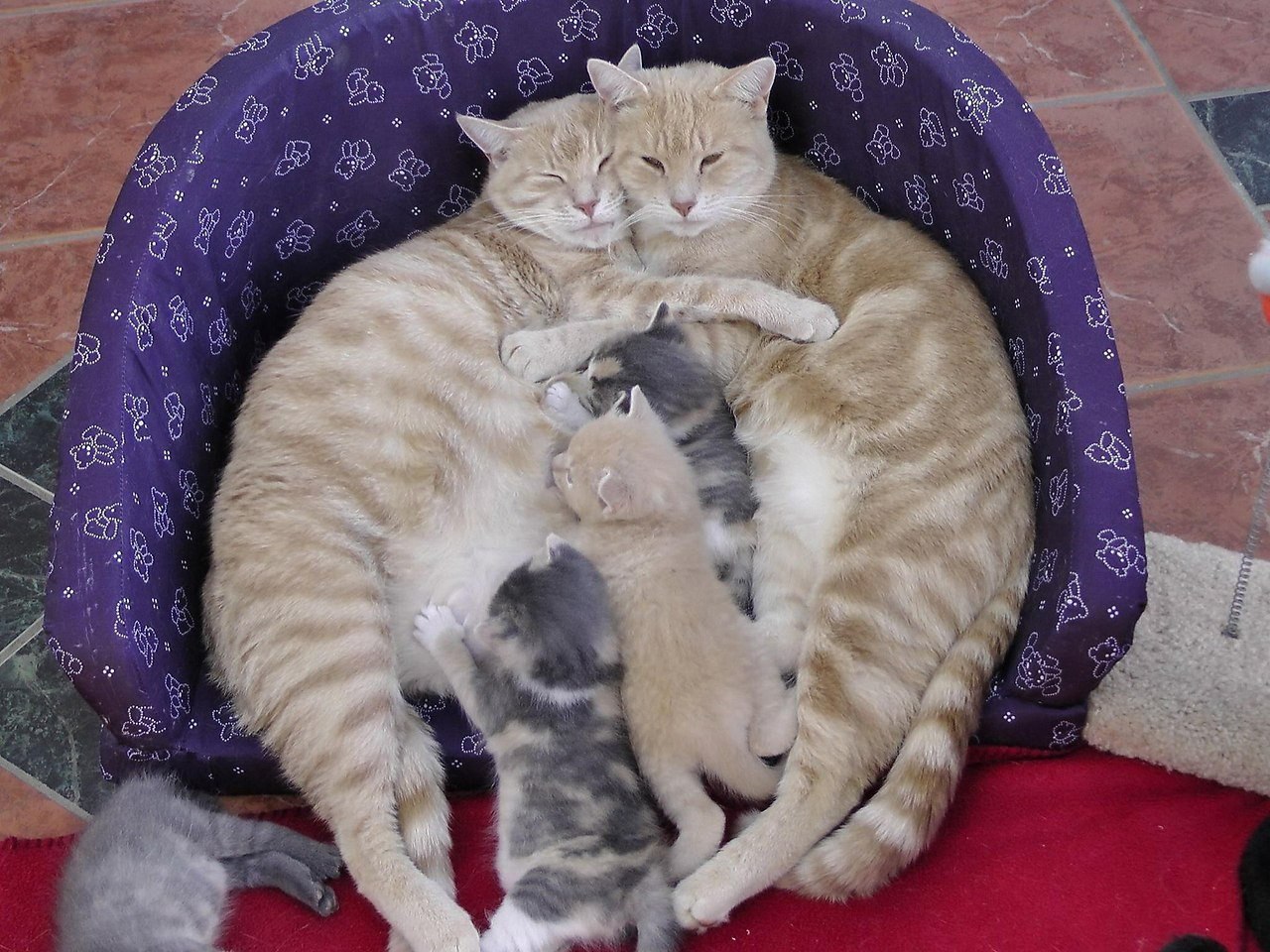 Семья Котов Фото
