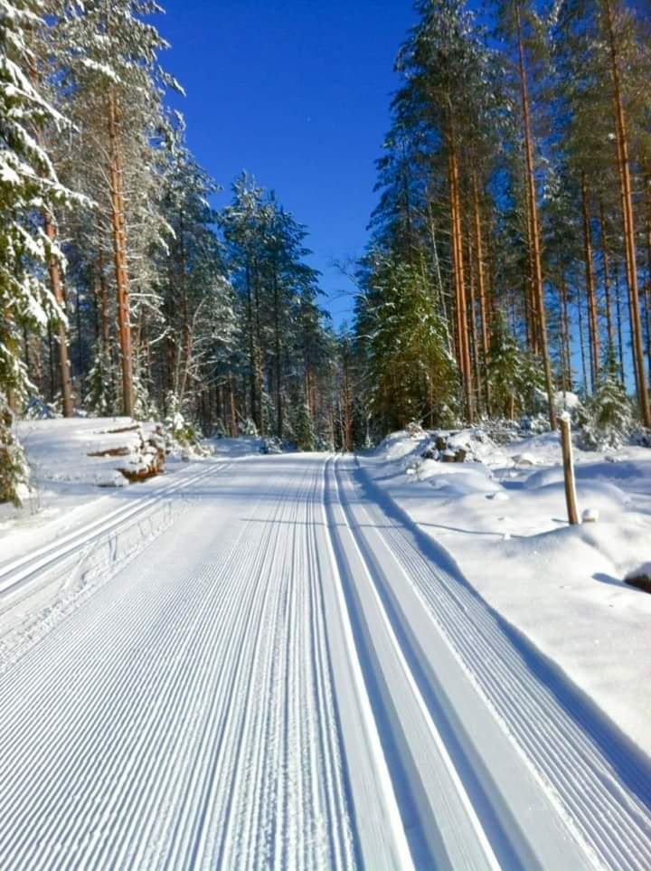 хорошо в зимнем лесу деревья стоят