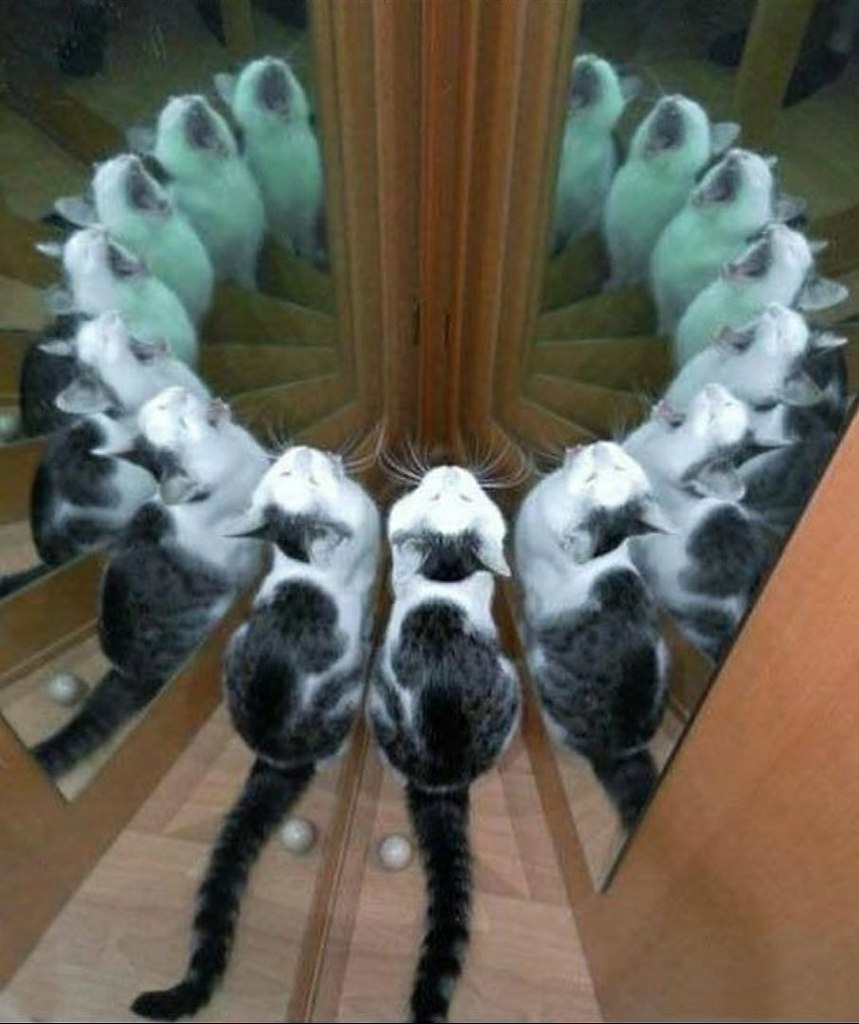 мкб у кошек симптомы у кошек. коты драка. видеозвонок кошки. ветеринар с кошкой. кошка вызывает кота.