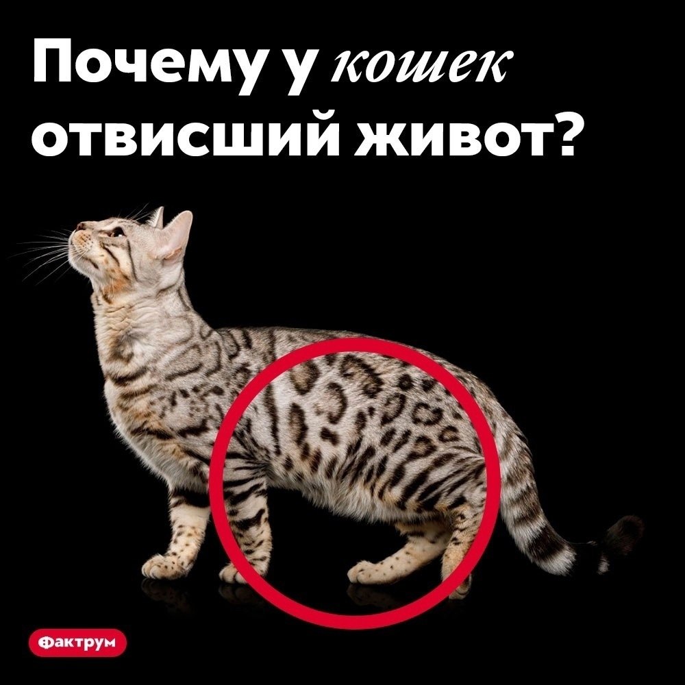Как выглядит курдюк у кошек
