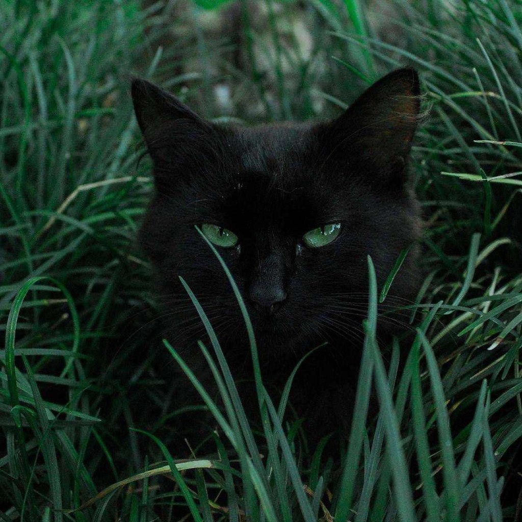 Черная кошка 1 сидит с зелеными глазами