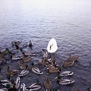 ���� �����, ������ ����� - ��������� 3 ����� 2013 � ������ ���� ����������