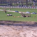 ���� ��op�, ����, 44 ���� - ��������� 25 ��� 2013 � ������ �Woburn Safari Park(Uk)�