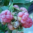  , -, 40  -  16  2011     